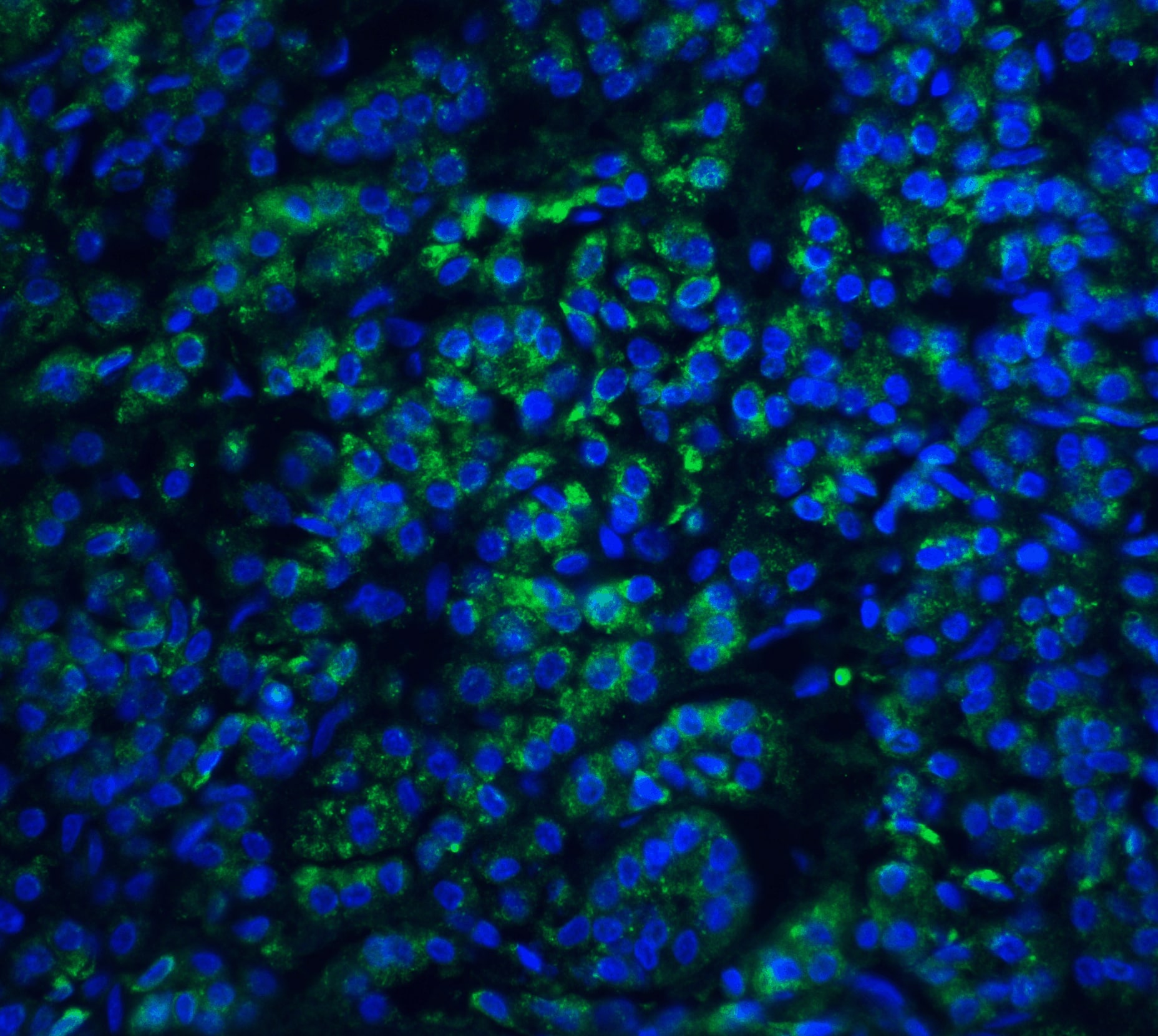 Immunocytochemistry/ Immunofluorescence: Endo G Antibody - BSA Free [NBP1-76657] - Validation of Endo G in Human Pancreas Tissue. Immunofluorescent analysis of 4% paraformaldehyde-fixed human pancreas tissue labeling Endo G with  at 20 u/mL, followed by goat anti-rabbit IgG secondary antibody at 1/500 dilution (green) and DAPI staining (blue).  