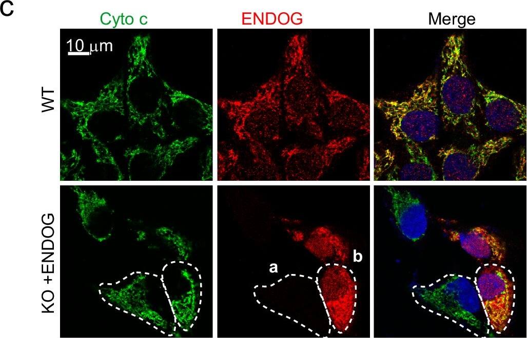 Knockout of ENDOG has little influence on mouse phenotype under normal conditions.a, b Body weight and liver histologic analysis in Endog+/− and Endog-/- mice under normal conditions in our lab. c Co- immunofluorescence staining of ENDOG and cytochrome c in the indicated cells (ENDOG knockout cells (KO) were transfected with wild-type ENDOG, mitochondria targeting sequence deleted ENDOG (Del 1–48), and replaced the mitochondria targeting sequence with nucleus localization sequence ENDOG (NLS-ENDOG) for 48 h; a, c, e are ENDOG knockout cells. b, d, f, are cells expressing ENDOG, Del 1–48, and NLS-ENDOG). Image collected and cropped by CiteAb from the following open publication (//www.nature.com/articles/s41467-024-51448-w), licensed under a CC-BY license. Not internally tested by Novus Biologicals.