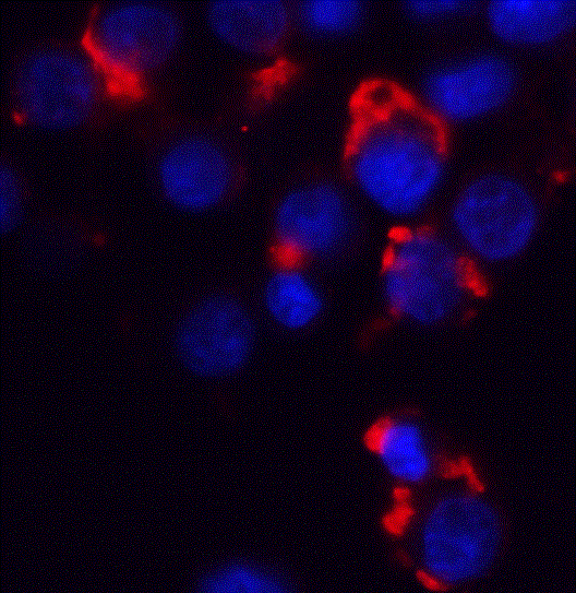 Western Blot: Bmf Antibody - BSA Free [NBP1-76658] - Identification of target for LPS-induced miR-29b in OCs. BMMs incubated w/ M-CSF (30 ng/ml) & RANKL (40 ng/ml) for 40 h, washed thoroughly, & incubated further w/ LPS (50 ng/ml) in presence of M-CSF (30 ng/ml) for 48 h. (a) Cells transfected w/ 30 nM of miR-29b mimic or con mimic in presence of M-CSF (30 ng/ml) for 6 h. Total RNA analyzed by qPCR to quantify the expression of BMF, PUMA, BAK1, BIM, & HRK. Expression levels w/ con mimic treatment set at 1. Cell lysates subjected to WB analysis w/ antibodies against BMF, PUMA, BAK1, BIM, HRK, & BCL-2. Antibodies against  beta -actin used for normalization. (b) w/out transfection, total RNA analyzed by qPCR to quantify the expression of BMF, & cell lysates subjected to WB analysis w/ anti-BMF Ab. (c) Total RNA & tissue lysate of tibiae from LPS-treated or vehicle-treated (V, PBS) mice analyzed by qPCR to quantify the expression of BMF & subjected to WB analysis w/ antibodies against BMF. (d) Cells thoroughly washed, transfected w/ 30 nM of anti-miR-29b or con inh, & stimulated w/ LPS (50 ng/ml) in presence of M-CSF. After 48 h, total RNA analyzed by qPCR to quantify BMF expression. Expression levels w/ con inh treatment set at 1.0. Cell lysates subjected to WB analysis w/ anti-BMF & anti-BCL-2 Ab. (e) Cells thoroughly washed, transfected w/ 50 nM of scRNA or siBMF, stimulated w/ LPS (50 ng/ml) in presence of M-CSF for 48 h, & analyzed to measure TRAP-positive MNCs & annexin V-positive cells. siRNA-mediated silencing of BMF confirmed by RT-PCR & qPCR. The Ct values of genes widely distributed between 17.33 & 30.92. ∗p Red: Bmf Antibody   Blue: DAPI staining