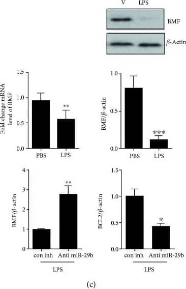 Western Blot Bmf Antibody - BSA Free