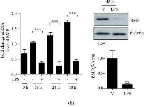 Western Blot Bmf Antibody - BSA Free