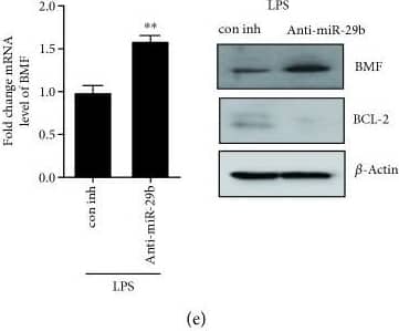 Western Blot Bmf Antibody - BSA Free