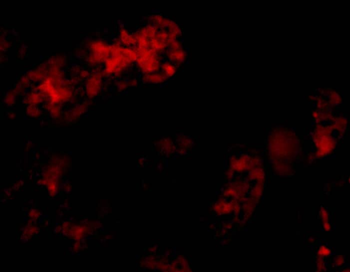 Immunocytochemistry/ Immunofluorescence: Bmf Antibody - BSA Free [NBP1-76666] - Immunofluorescence of Bmf in Human Kidney cells with Bmf antibody at 20 ug/mL.