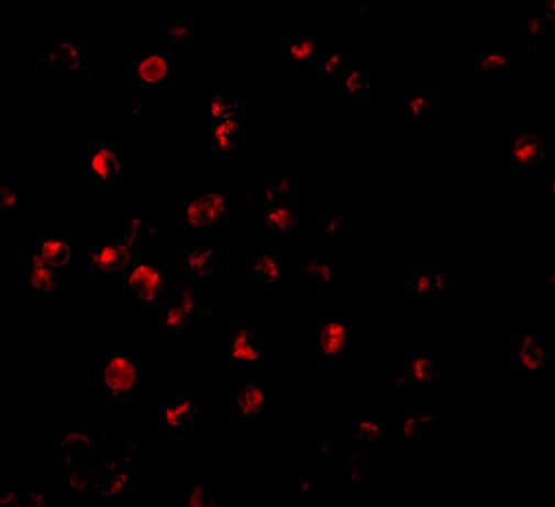 Immunocytochemistry/ Immunofluorescence: BIRC8 Antibody - BSA Free [NBP1-76669] - Immunofluorescence of BIRC8 in HepG2 cells with BIRC8 antibody at 20 ug/mL.