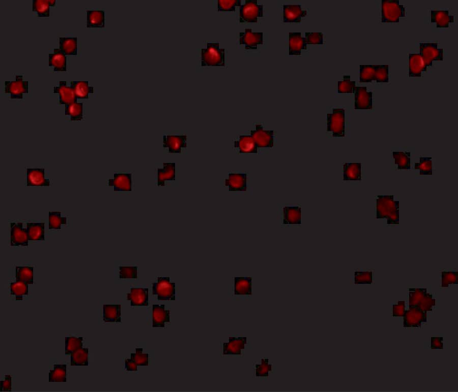 Immunocytochemistry/ Immunofluorescence CTRP2 Antibody - BSA Free