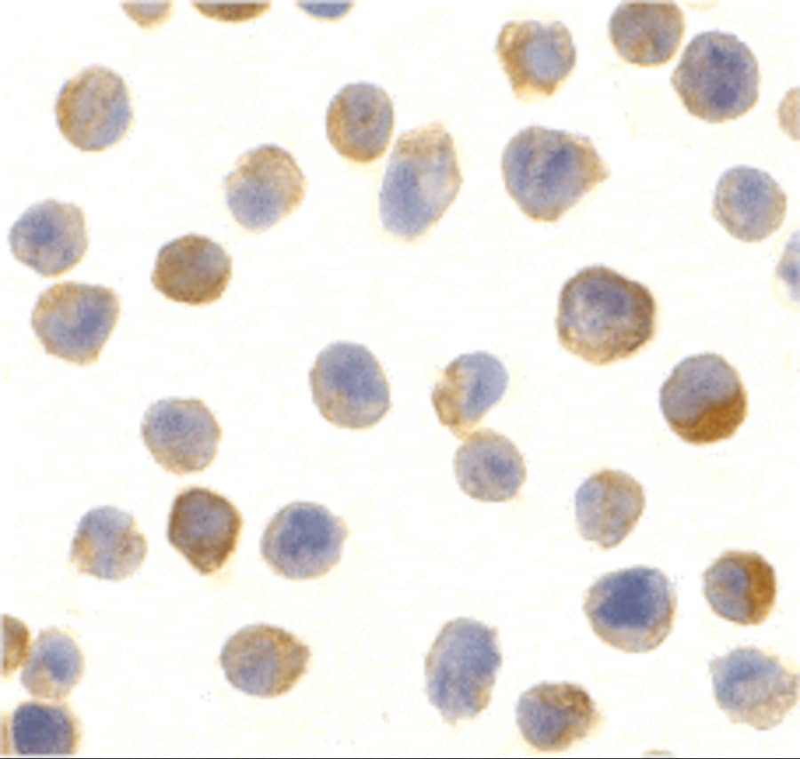 Immunocytochemistry/ Immunofluorescence CTRP2 Antibody - BSA Free