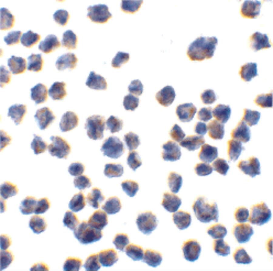 Immunocytochemistry/ Immunofluorescence: CTRP7 Antibody - BSA Free [NBP1-76672] - Immunocytochemistry of CTRP7 in 293 cells with CTRP7 antibody at 10 ug/mL.