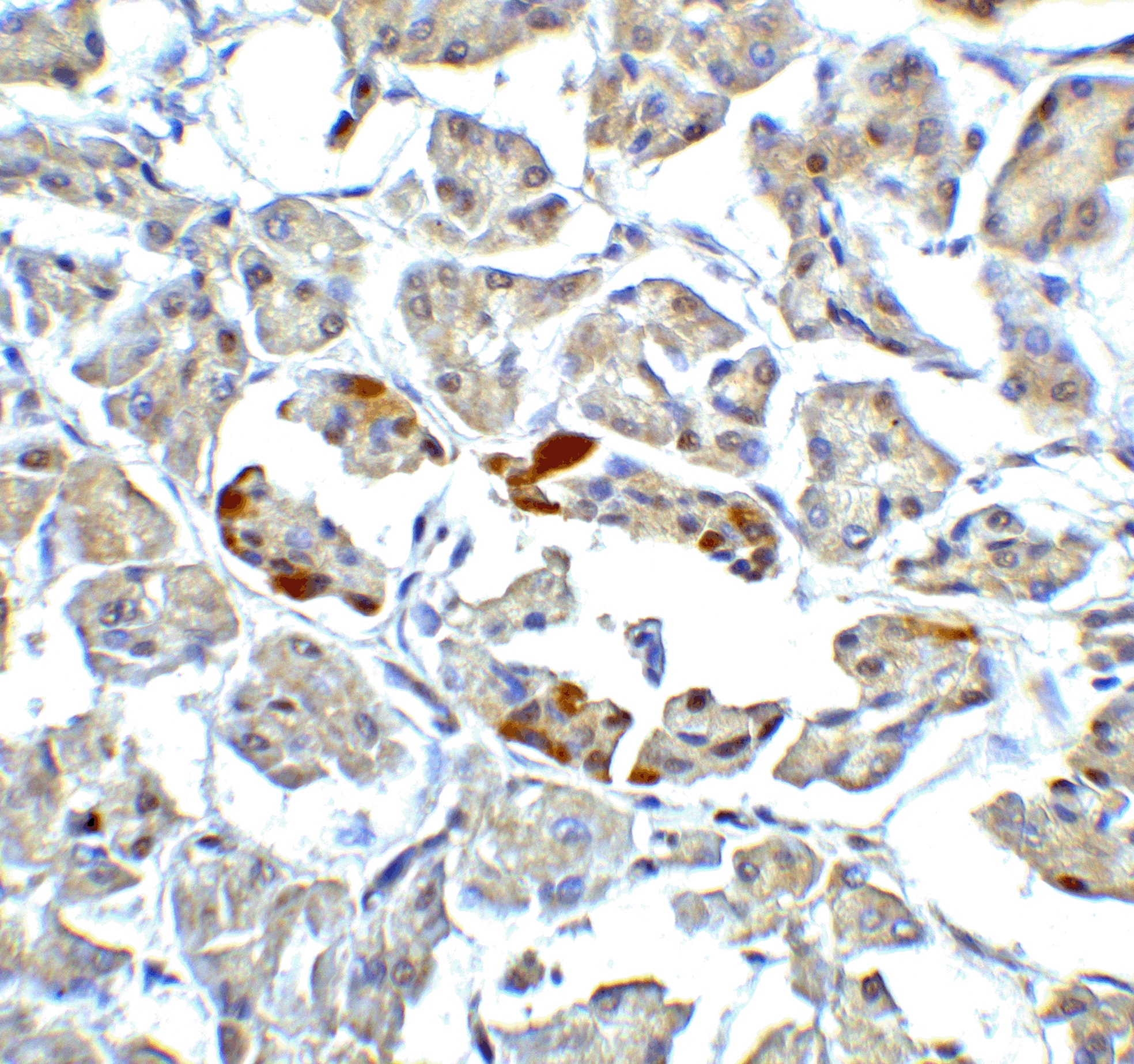 Immunohistochemistry: ATF6 Antibody - BSA Free [NBP1-76675] - Immunohistochemistry of ATF6 in human pancreas tissue with ATF6 antibody at 5 u/ml.