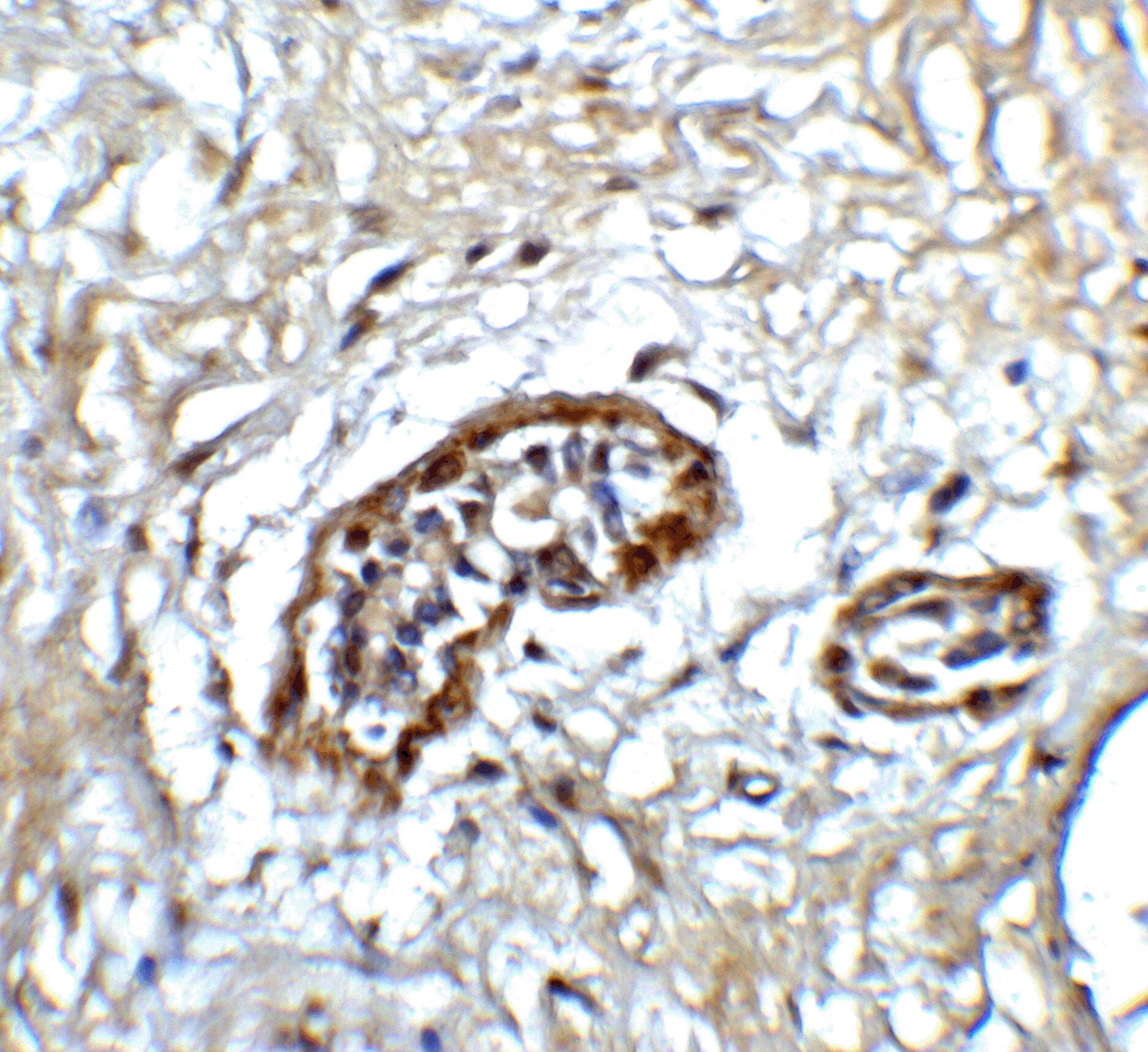 Immunohistochemistry: ATF6 Antibody - BSA Free [NBP1-76675] - Immunohistochemistry of ATF6 in human breast tissue with ATF6 antibody at 5 u/ml.