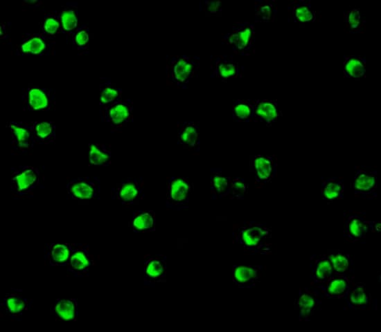 Immunocytochemistry/ Immunofluorescence: Nudel Antibody - BSA Free [NBP1-76677] - Immunofluorescence of Nudel in Jurkat cells with Nudel antibody at 10 u/mL.