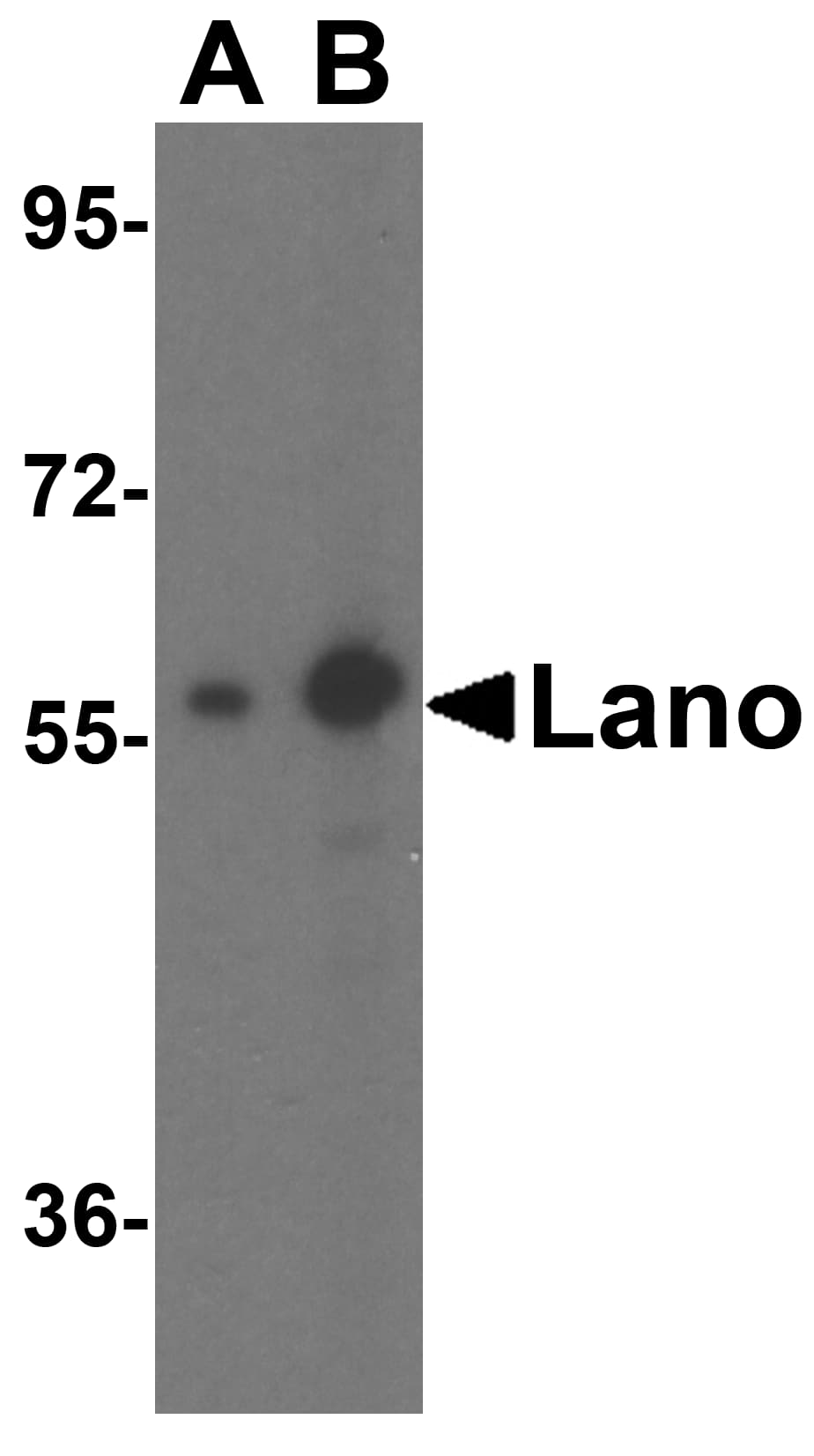 Western Blot Lano Antibody - BSA Free