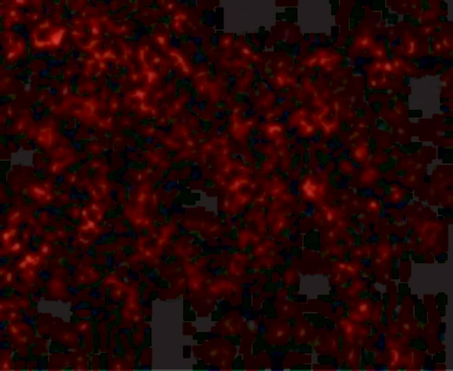 Immunocytochemistry/ Immunofluorescence: TLR9 Antibody - BSA Free [NBP1-76680] - Immunofluorescence of TLR9 in Mouse Spleen tissue with TLR9 antibody at 10 u/mL.