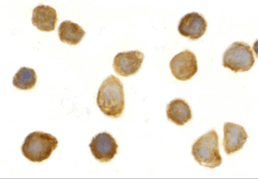 Immunocytochemistry/ Immunofluorescence: Tollip Antibody - BSA Free [NBP1-76681] - Immunocytochemistry of Tollip in THP-1 cells with Tollip antibody at 2 ug/mL.