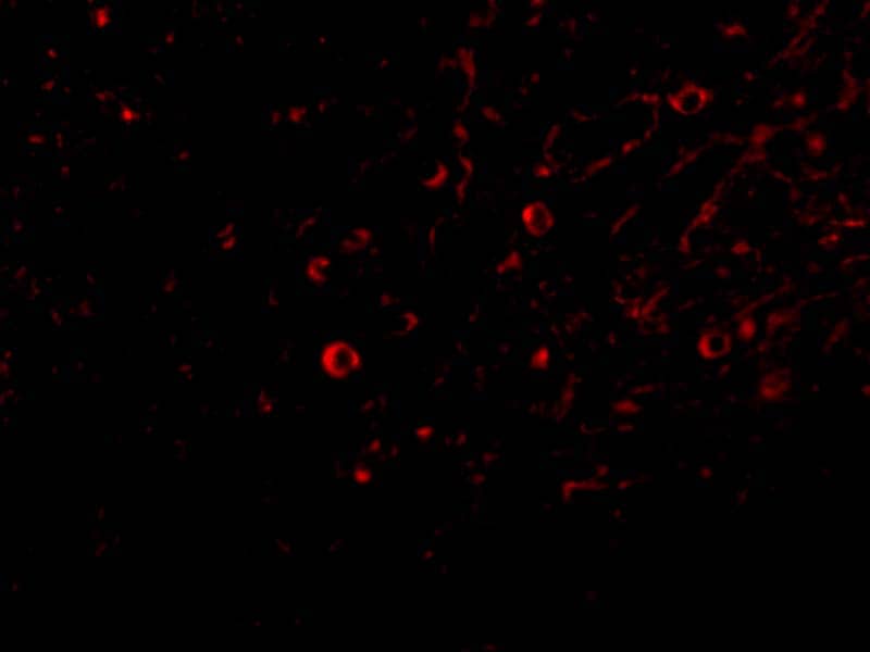 Immunocytochemistry/ Immunofluorescence: IL-32 Antibody - BSA Free [NBP1-76684] - Figure 4 Immunofluorescence Validation of IL-32 in Human Spleen CellsImmunofluorescent analysis of 4% paraformaldehyde-fixed human spleen cells labeling IL-32 with  at 20 u/mL, followed by goat anti-rabbit IgG secondary antibody at 1/500 dilution (red).  