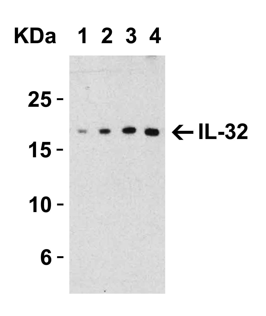 Western Blot IL-32 Antibody - BSA Free