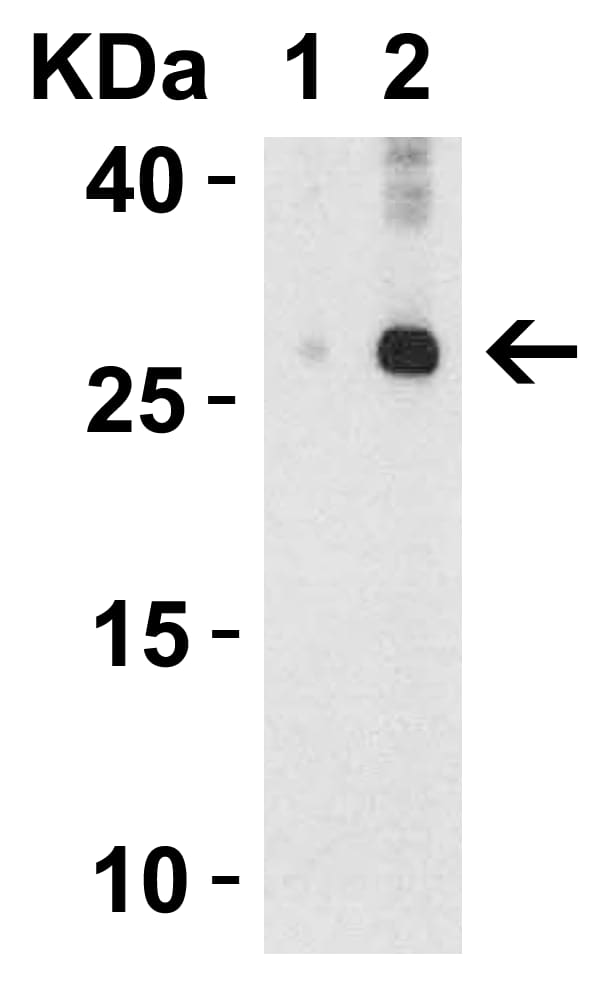 Western Blot: IL-32 Antibody - BSA Free [NBP1-76684] - Validation in Human Spleen Lysate, showing two isoforms of IL-32Loading: 15 ug of lysates per lane.Antibodies: IL-32,  (lane 1: 2 ug/mL and lane 2: 4 ug/mL), 1h incubation at RT in 5% NFDM/TBST.Secondary: Goat anti-rabbit IgG HRP conjugate at 1:10000 dilution.