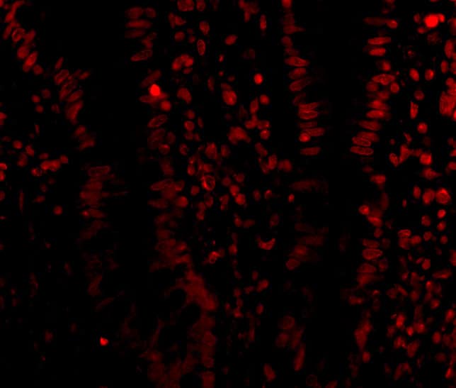 Immunocytochemistry/ Immunofluorescence: LSD1 Antibody - BSA Free [NBP1-76688] - Validation of LSD1 in Human Small Intestine Cells. Immunofluorescent analysis of 4% paraformaldehyde-fixed human small intestine cells labeling LSD1 with  at 20 ug/mL, followed by goat anti-rabbit IgG secondary antibody at 1/500 dilution (red).  