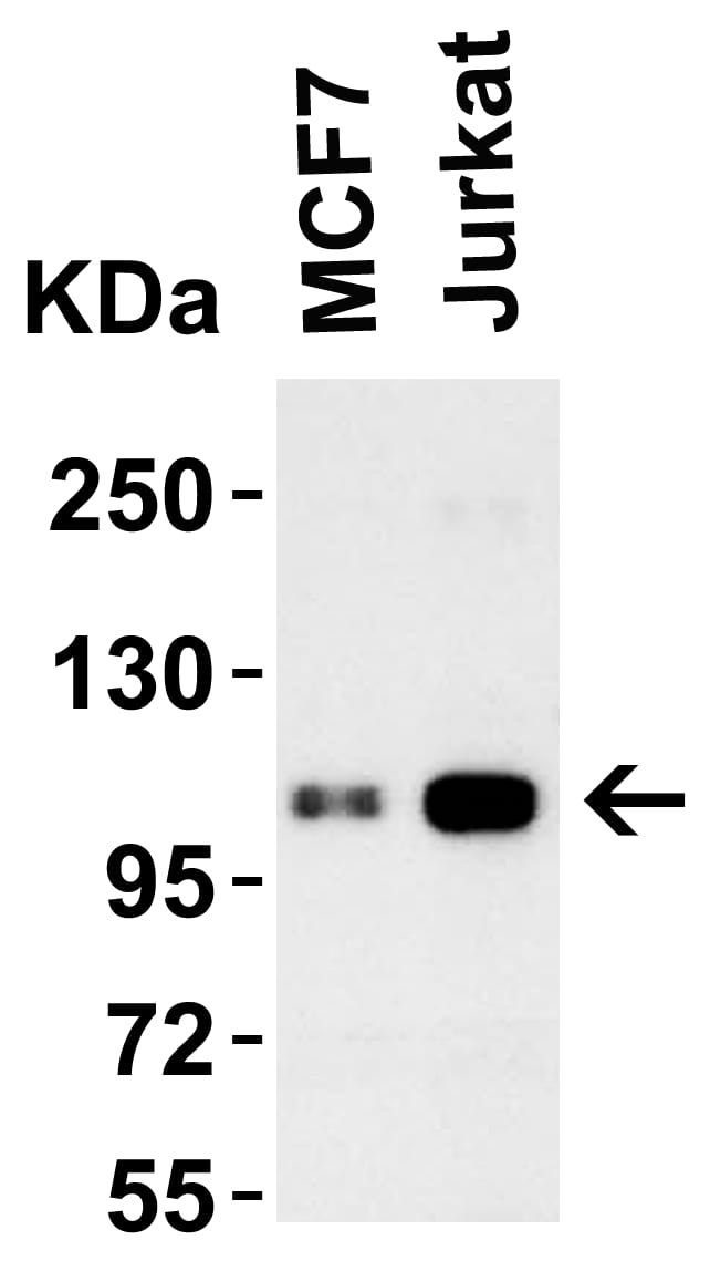 Western Blot: LSD1 Antibody - BSA Free [NBP1-76688] - Validation in Human Cell Lines. Loading: 15 ug of lysates per lane.Antibodies: LSD1  ( 1 ug/mL), 1h incubation at RT in 5% NFDM/TBST.Secondary: Goat anti-rabbit IgG HRP conjugate at 1:10000 dilution.