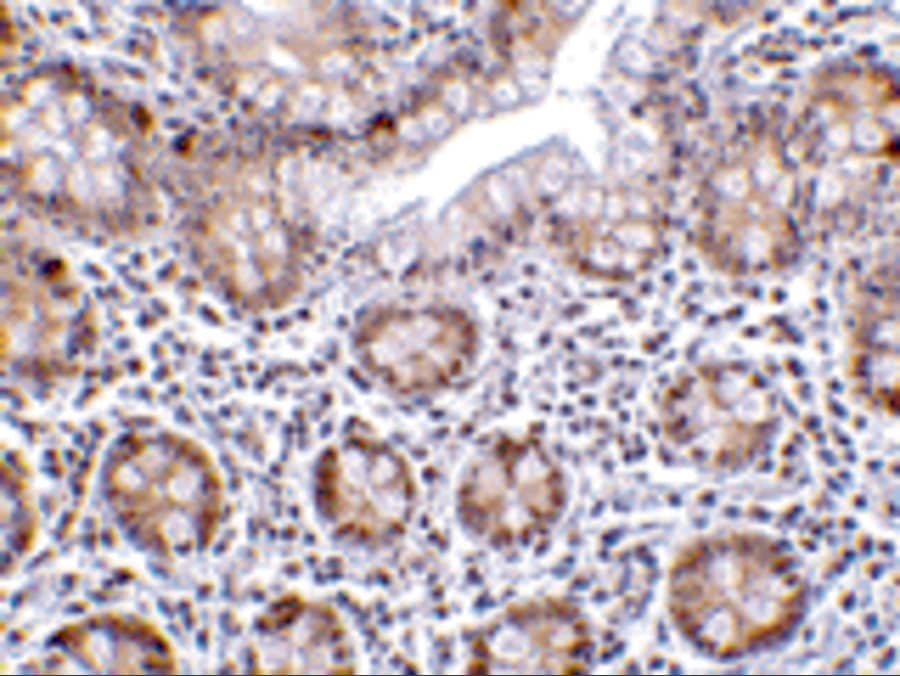 Immunohistochemistry: LSD1 Antibody - BSA Free [NBP1-76688] - Validation of LSD1 in Human Small Intestine Tissue.   Immunohistochemical analysis of paraffin-embedded human small intestine tissue using anti-LSD1 antibody  at 2 ug/ml. Tissue was fixed with formaldehyde and blocked with 10% serum for 1 h at RT; antigen retrieval was by heat mediation with a citrate buffer (pH6). Samples were incubated with primary antibody overnight at 4C. A goat anti-rabbit IgG H&L (HRP) at 1/250 was used as secondary. Counter stained with Hematoxylin.