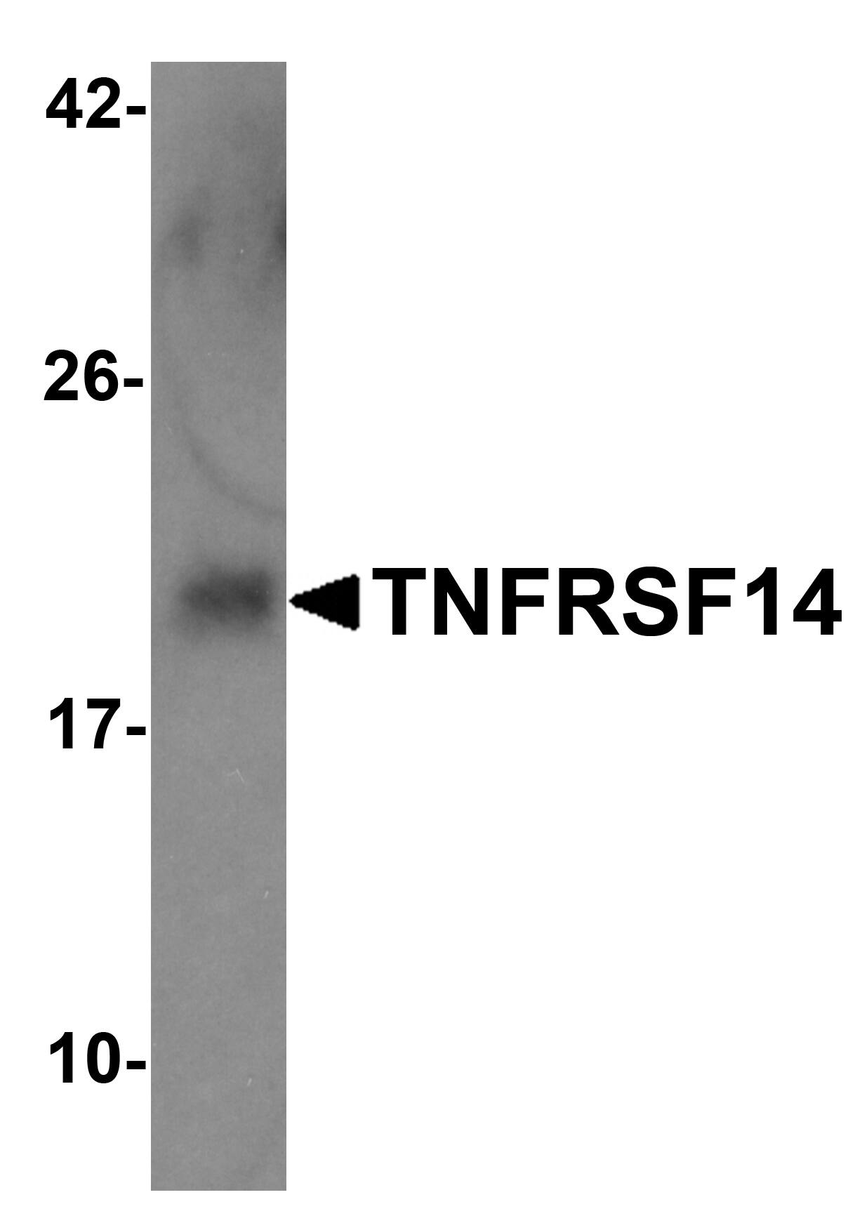 Western Blot: HVEM/TNFRSF14 Antibody - BSA Free [NBP1-76689] - Western blot analysis of 5 ng of HVEM/TNFRSF14 with HVEM/TNFRSF14 antibody at 1 ug/mL.