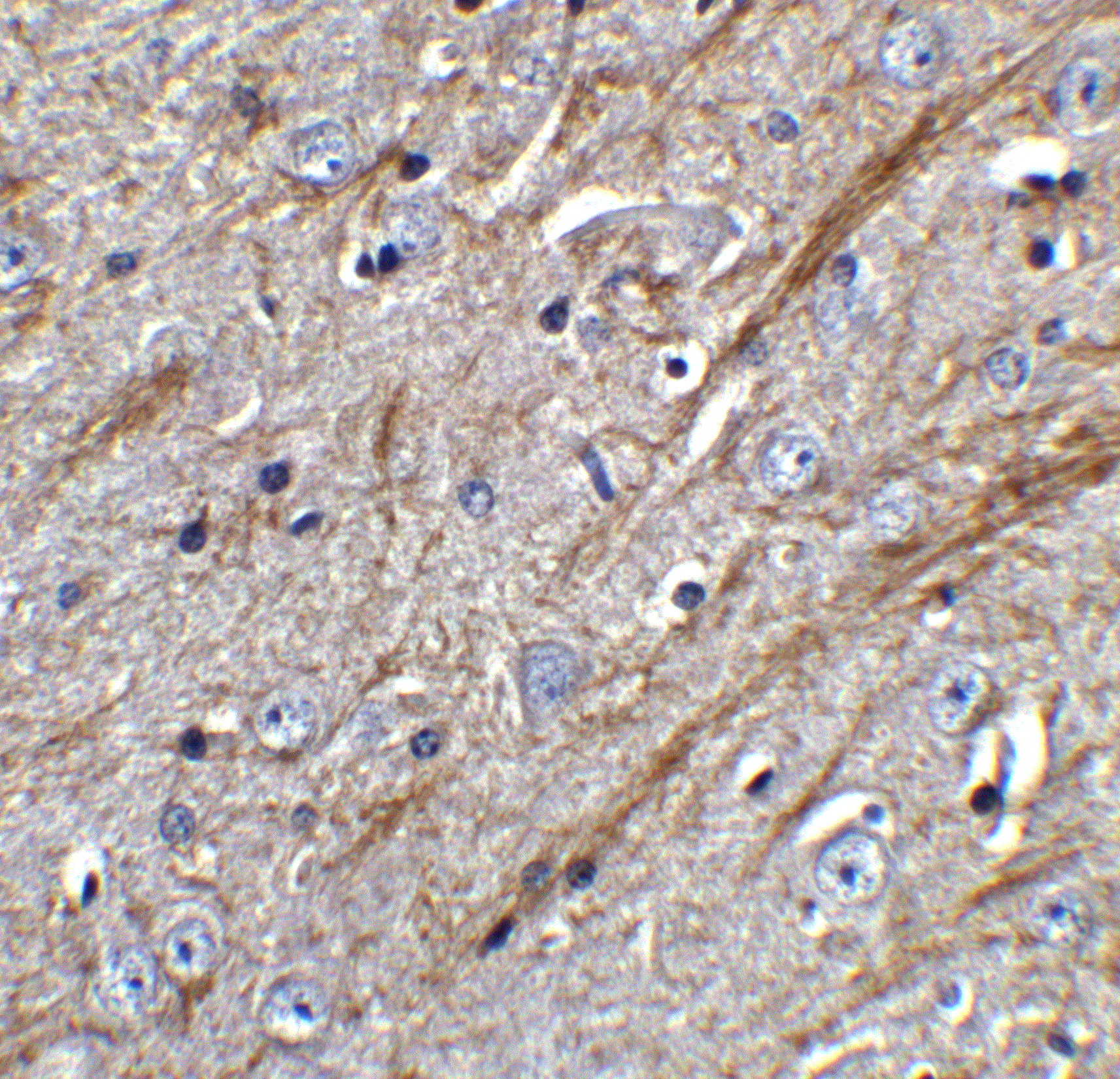 Immunohistochemistry: TWEAK/TNFSF12 Antibody - BSA Free [NBP1-76695] - Figure 6 Immunohistochemistry Validation of TWEAK/TNFSF12 in Mouse Brain Tissue  Immunohistochemical analysis of paraffin-embedded mouse brain tissue using anti-TWEAK/TNFSF12 antibody  at 5 u/ml. Tissue was fixed with formaldehyde and blocked with 10% serum for 1 h at RT; antigen retrieval was by heat mediation with a citrate buffer (pH6). Samples were incubated with primary antibody overnight at 4C. A goat anti-rabbit IgG H&L (HRP) at 1/250 was used as secondary. Counter stained with Hematoxylin.