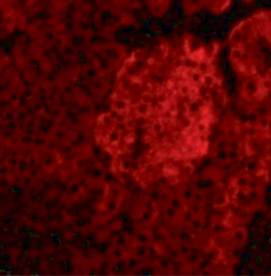 Immunocytochemistry/ Immunofluorescence: IL-23A/IL-23 P19 Antibody - BSA Free [NBP1-76697] - Validation of IL-23A/IL-23 P19 in Mouse Pancreas Tissue. Immunofluorescent analysis of 4% paraformaldehyde-fixed mouse pancreas tissue labeling IL-23A/IL-23 P19 with  at 20 ug/mL, followed by goat anti-rabbit IgG secondary antibody at 1/500 dilution (red).  