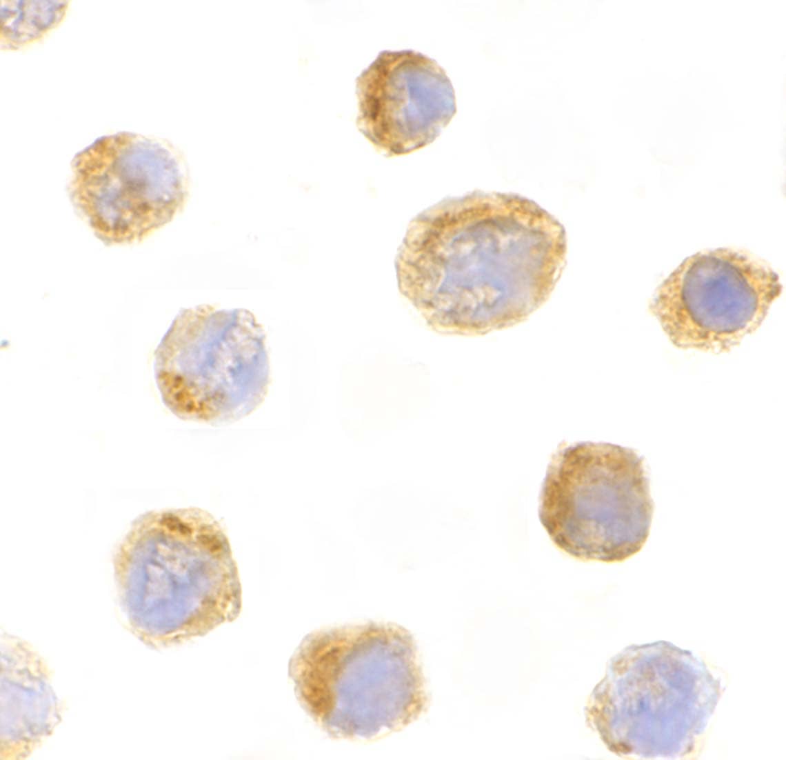 Immunocytochemistry/ Immunofluorescence: IL-27 Antibody - BSA Free [NBP1-76698] - Validation of IL-27 in Mouse EL4 Cells. Immunocytochemical analysis of Mouse EL4 cells using anti-IL-27 antibody  at 10 ug/ml. Cells was fixed with formaldehyde and blocked with 10% serum for 1 h at RT; antigen retrieval was by heat mediation with a citrate buffer (pH6). Samples were incubated with primary antibody overnight at 4C. A goat anti-rabbit IgG H&L (HRP) at 1/250 was used as secondary. Counter stained with Hematoxylin.