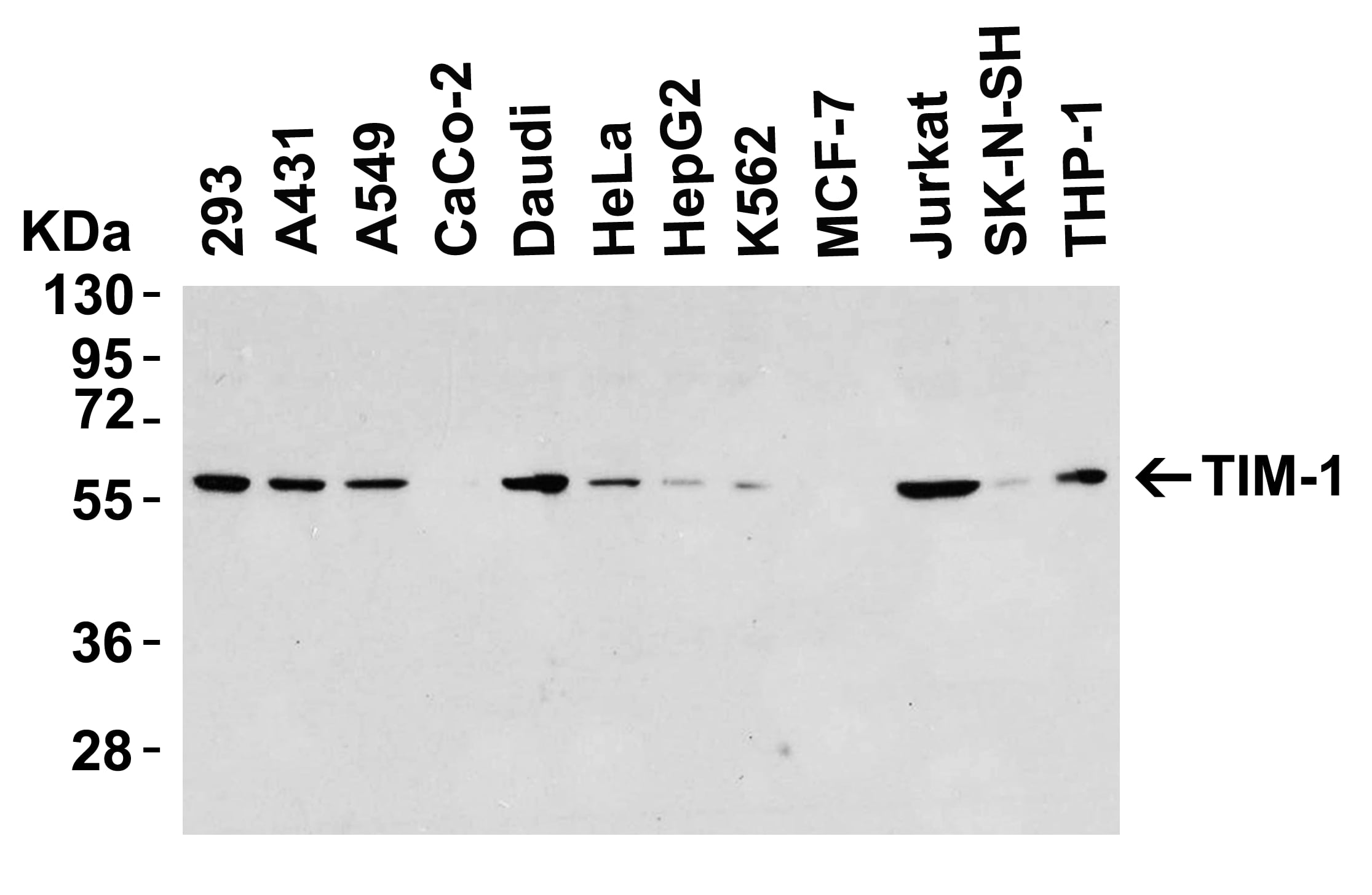 Western Blot: TIM-1/KIM-1/HAVCR Antibody - BSA Free [NBP1-76701] - Figure 1 Western Blot Validation in Human Cell LinesLoading: 15 u of lysates per lane.Antibodies: TIM-1  (8 u/mL), overnight incubation at 4; C in 5% NFDM/TBST.Secondary: Goat anti-rabbit IgG HRP conjugate at 1:10000 dilution.