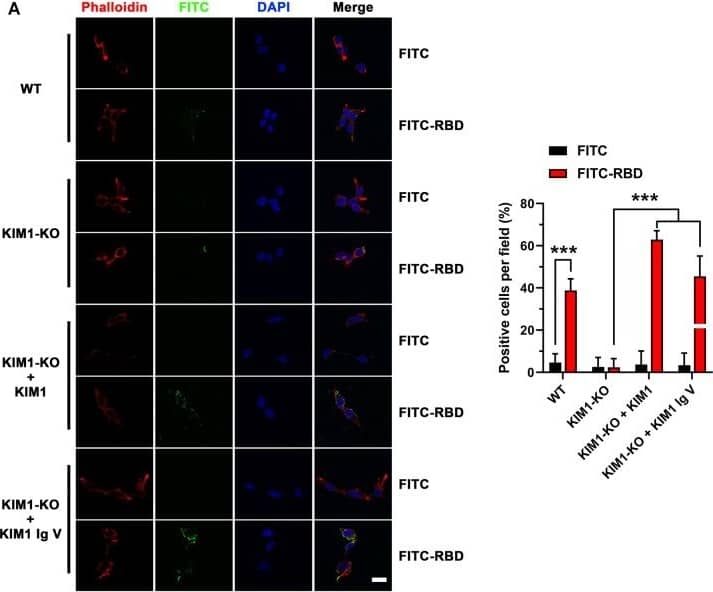 Immunocytochemistry/ Immunofluorescence TIM-1/KIM-1/HAVCR Antibody - BSA Free