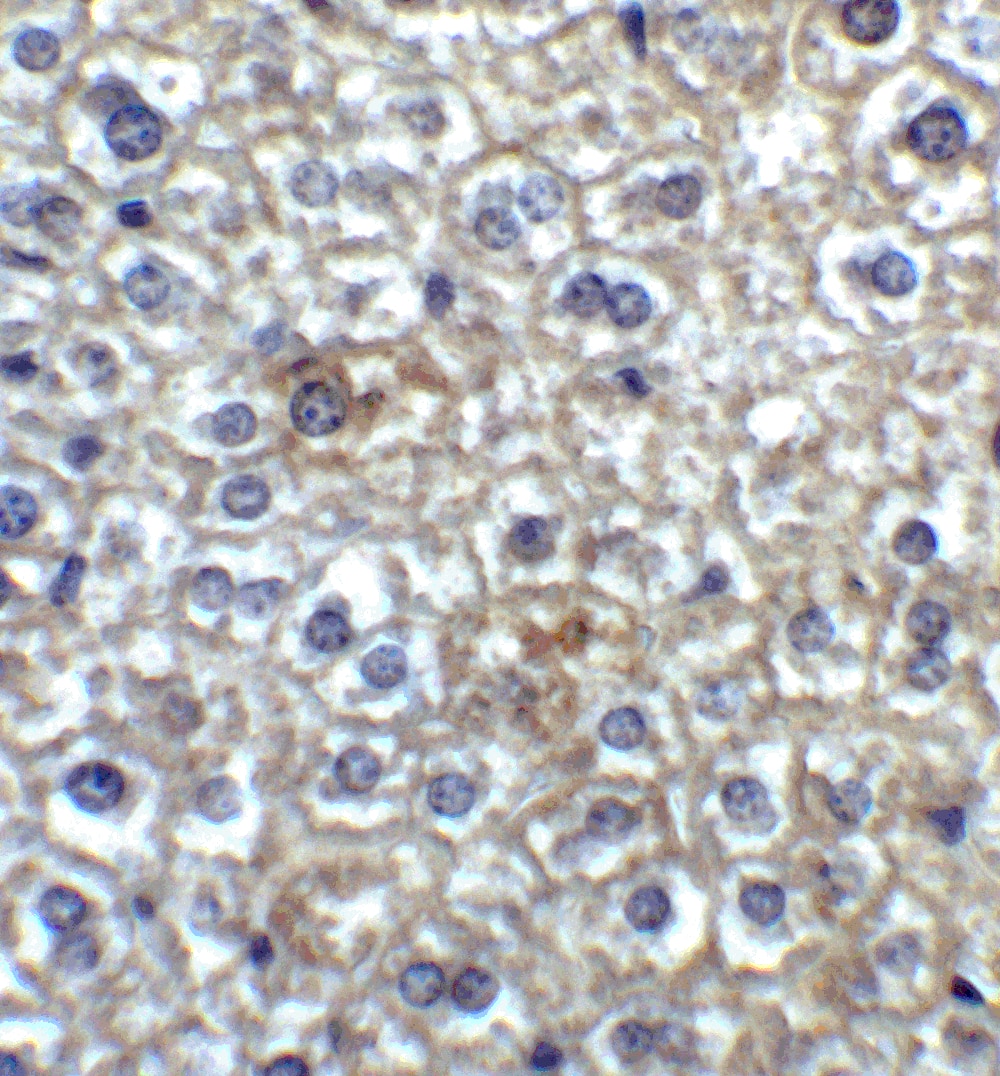 Immunohistochemistry: TIM-4 Antibody - BSA Free [NBP1-76702] - Immunohistochemistry of TIM-4 in mouse liver tissue with TIM-4 antibody at 2 u/ml.