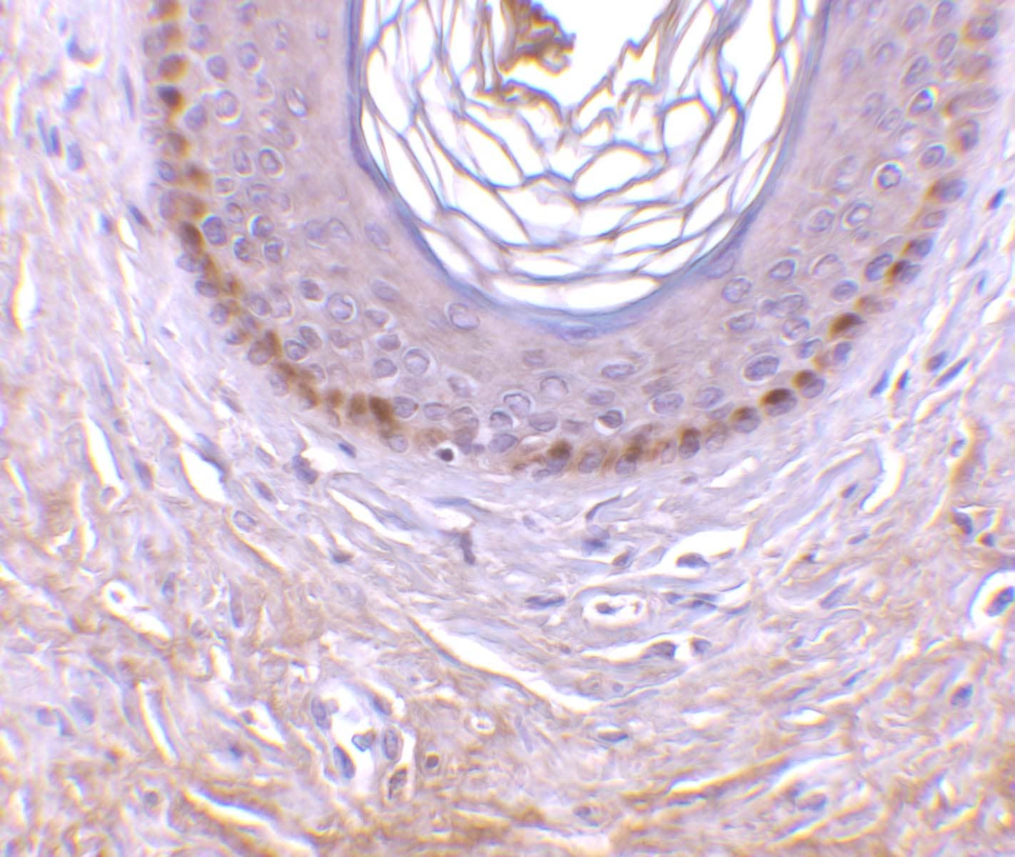 Immunohistochemistry EDA2R/TNFRSF27/XEDAR Antibody - BSA Free