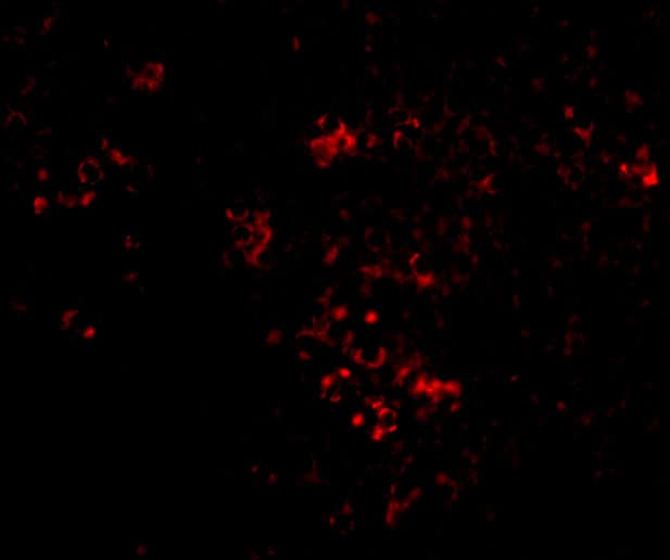 Immunocytochemistry/ Immunofluorescence: PAK2 Antibody - BSA Free [NBP1-76720] - Figure 6 Immunofluorescence Validation of PAK2 in Mouse Spleen CellsImmunofluorescent analysis of 4% paraformaldehyde-fixed mouse spleen labeling PAK2 with  at 20 u/mL, followed by goat anti-rabbit IgG secondary antibody at 1/500 dilution (red).  