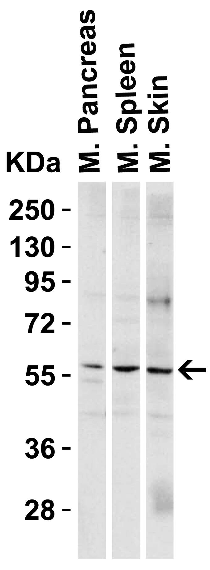 Western Blot PAK2 Antibody - BSA Free