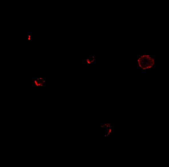 Immunocytochemistry/ Immunofluorescence: IL-27R alpha/WSX-1/TCCR Antibody - BSA Free [NBP1-76728] - Immunofluorescence of IL-27R alpha/WSX-1/TCCR in A549 cells with IL-27R alpha/WSX-1/TCCR antibody at 20 u/mL.