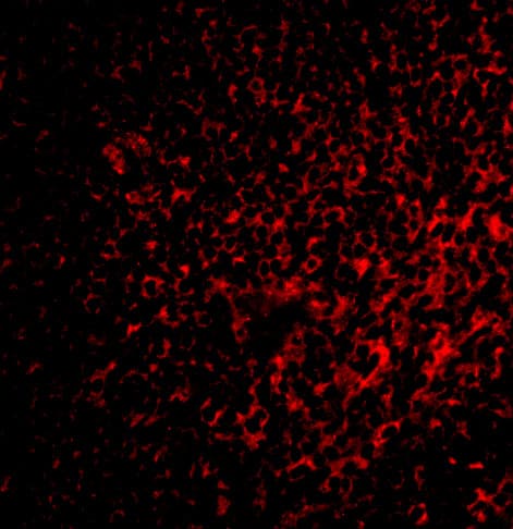 Immunocytochemistry/ Immunofluorescence: FAF1 Antibody - BSA Free [NBP1-76745] - Immunofluorescence of FAF1 in rat spleen tissue with FAF1 antibody at 2 ug/mL.