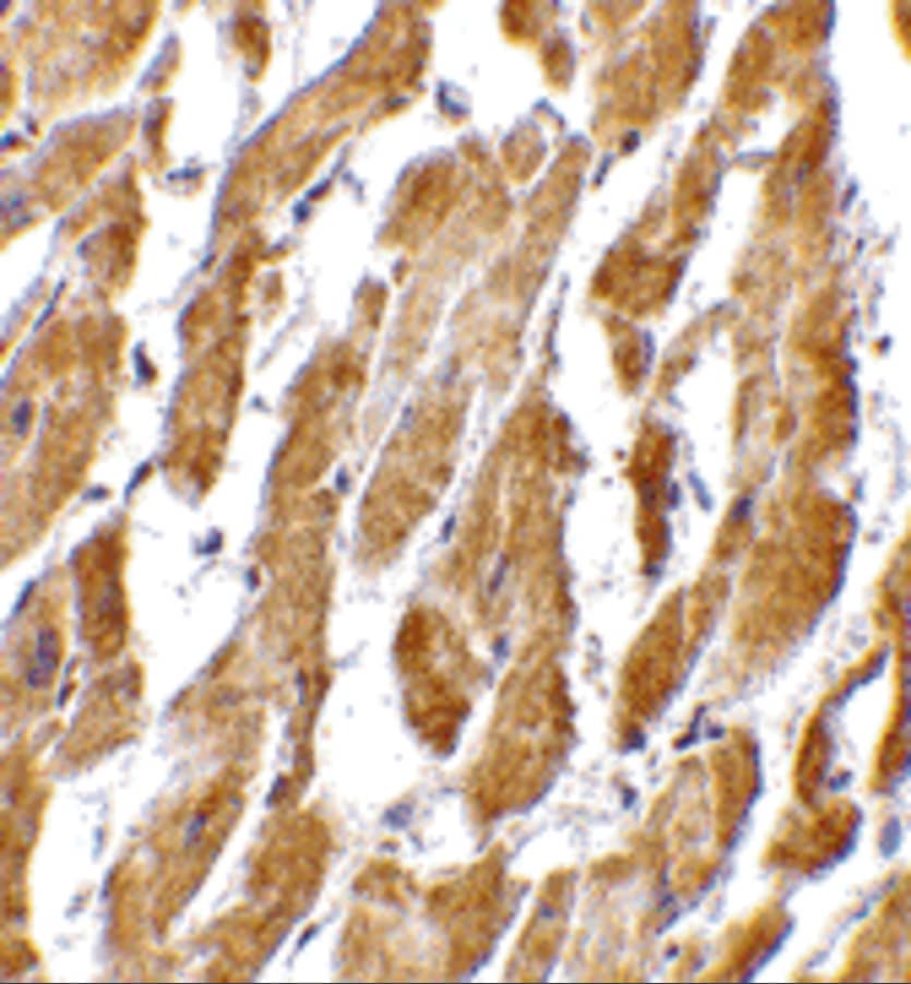 Immunohistochemistry CRTH-2/GPR44 Antibody - BSA Free