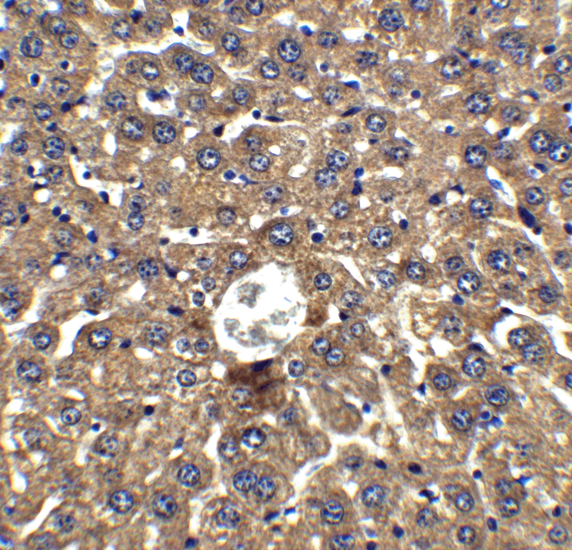 Immunohistochemistry: DRAM Antibody - BSA Free [NBP1-76759] - Validation of DRAM in Mouse Liver Tissue.  Immunohistochemical analysis of paraffin-embedded mouse liver tissue using anti-DRAM antibody  at 2 ug/ml. Tissue was fixed with formaldehyde and blocked with 10% serum for 1 h at RT; antigen retrieval was by heat mediation with a citrate buffer (pH6). Samples were incubated with primary antibody overnight at 4C. A goat anti-rabbit IgG H&L (HRP) at 1/250 was used as secondary. Counter stained with Hematoxylin.
