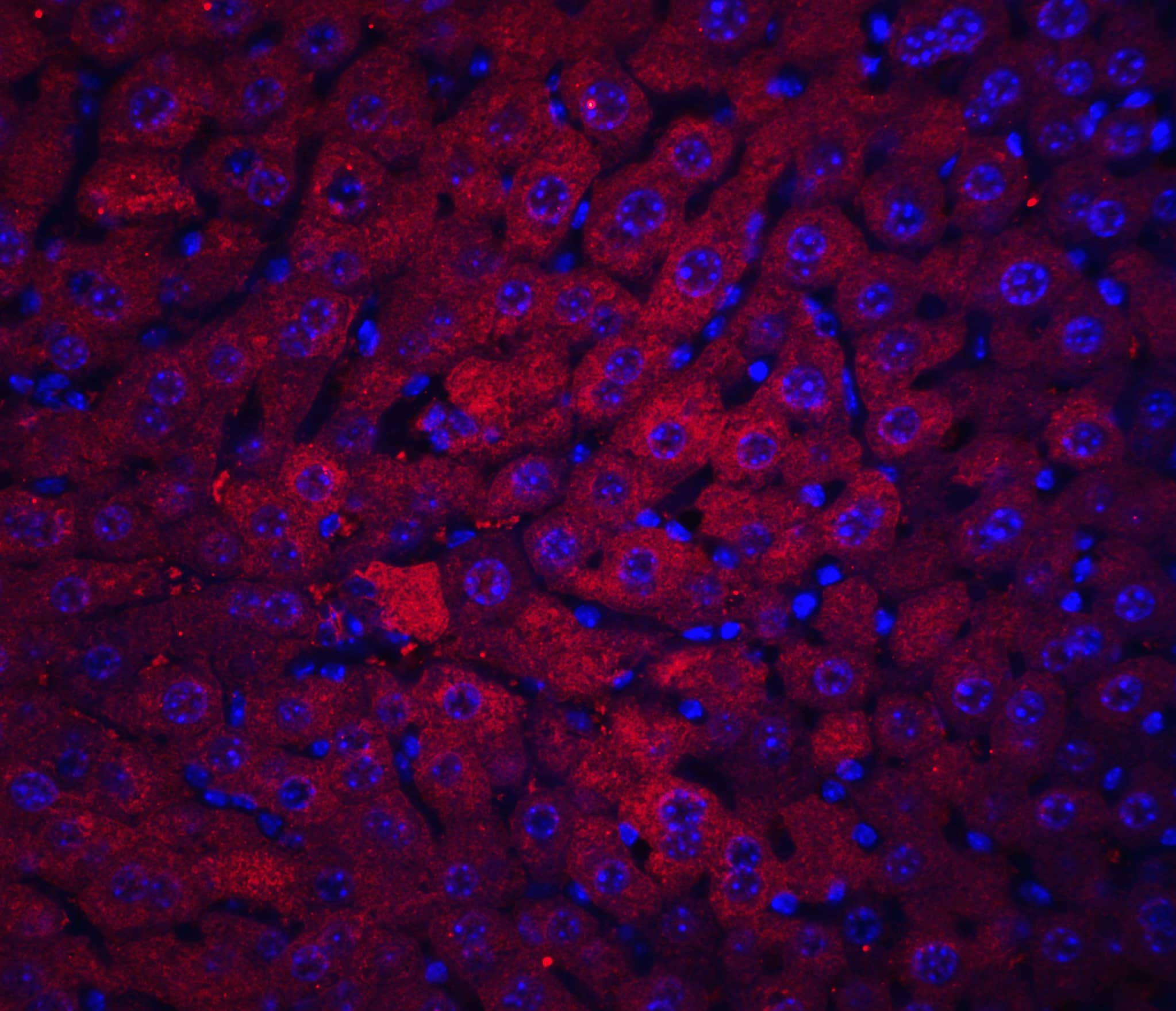 Immunocytochemistry/ Immunofluorescence: DRAM Antibody - BSA Free [NBP1-76759] - Validation of DRAM in Mouse Liver Tissue. Immunofluorescent analysis of 4% paraformaldehyde-fixed mouse liver tissue labeling DRAM with  at 20 u/mL, followed by goat anti-rabbit IgG secondary antibody at 1/500 dilution (red) and DAPI staining (blue).