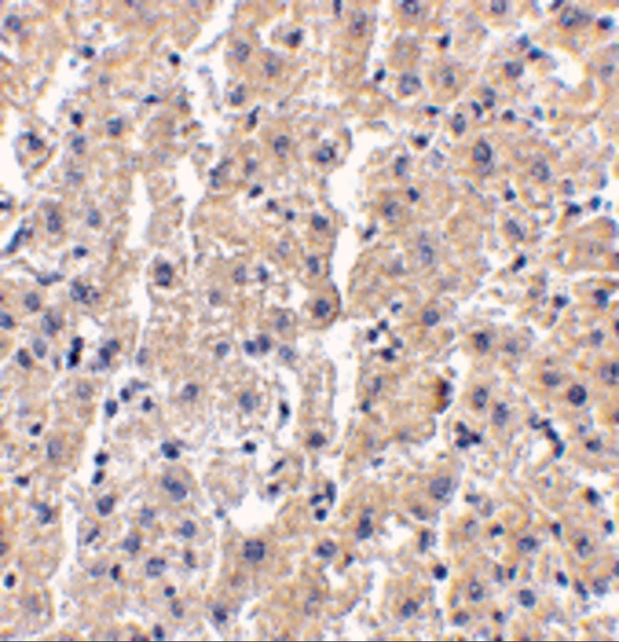 Immunohistochemistry: DRAM Antibody - BSA Free [NBP1-76759] - Validation of DRAM in Human Liver Tissue.   Immunohistochemical analysis of paraffin-embedded human liver tissue using anti-DRAM antibody  at 2.5 ug/ml. Tissue was fixed with formaldehyde and blocked with 10% serum for 1 h at RT; antigen retrieval was by heat mediation with a citrate buffer (pH6). Samples were incubated with primary antibody overnight at 4C. A goat anti-rabbit IgG H&L (HRP) at 1/250 was used as secondary. Counter stained with Hematoxylin.