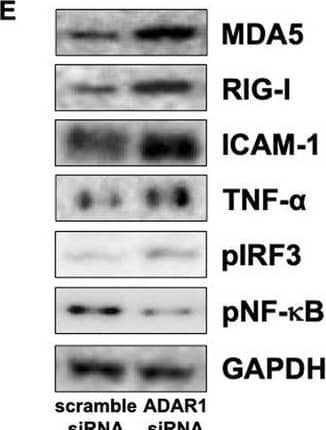 Western Blot MDA5 Antibody - BSA Free