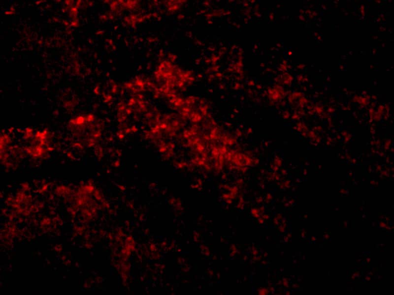 Immunocytochemistry/ Immunofluorescence: SMAC/Diablo Antibody - BSA Free [NBP1-76772] - Figure 4 Immunofluorescence Validation of SMAC/Diablo in Mouse Spleen CellsImmunofluorescent analysis of 4% paraformaldehyde-fixed Mouse Spleen Cells labeling SMAC/Diablo with  at 10 u/mL, followed by goat anti-rabbit IgG secondary antibody at 1/500 dilution (red).