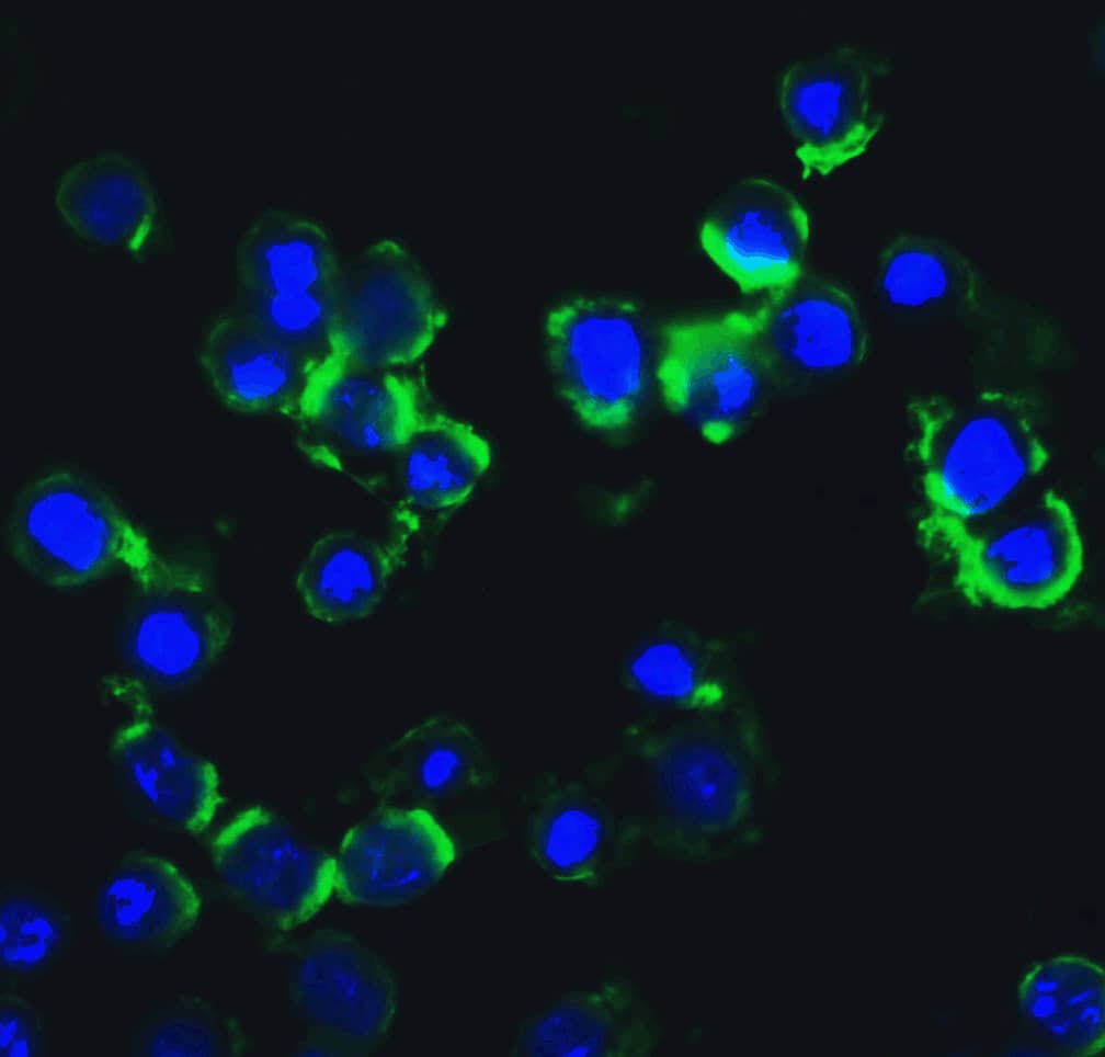 Immunocytochemistry/ Immunofluorescence: IKK epsilon/IKBKE Antibody - BSA Free [NBP1-76800] - Validation of IKK epsilon in HeLa Cells. Immunofluorescent analysis of 4% paraformaldehyde-fixed HeLa cells labeling IKK epsilon with  at 20 ug/mL, followed by goat anti-rabbit IgG secondary antibody at 1/500 dilution (green) and DAPI staining (blue).  