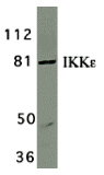 Western Blot: IKK epsilon/IKBKE Antibody - BSA Free [NBP1-76800] - Validation in Jurkat Cell Lysate. Antibodies: IKK epsilon/IKBKE  (2 ug/mL), 1h incubation at RT in 5% NFDM/TBST.Secondary: Goat anti-rabbit IgG HRP conjugate at 1:10000 dilution.