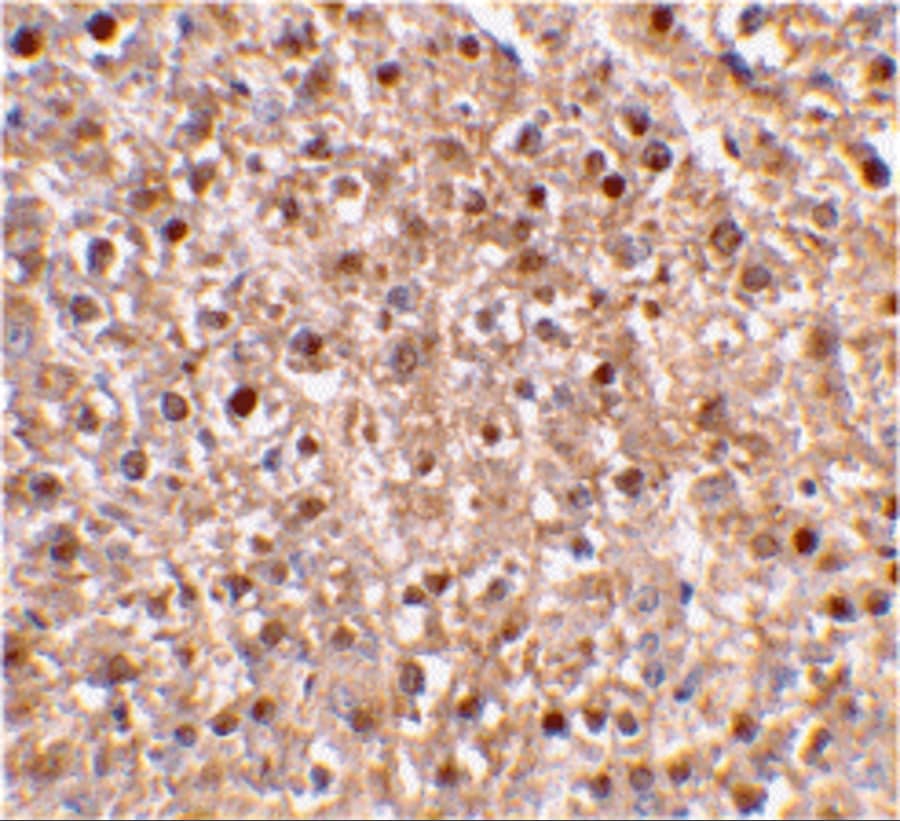 Immunohistochemistry: Caspase-12 Antibody - BSA Free [NBP1-76801] - Immunohistochemical staining of mouse liver tissue using caspase-12 antibody at 2 u/mL.