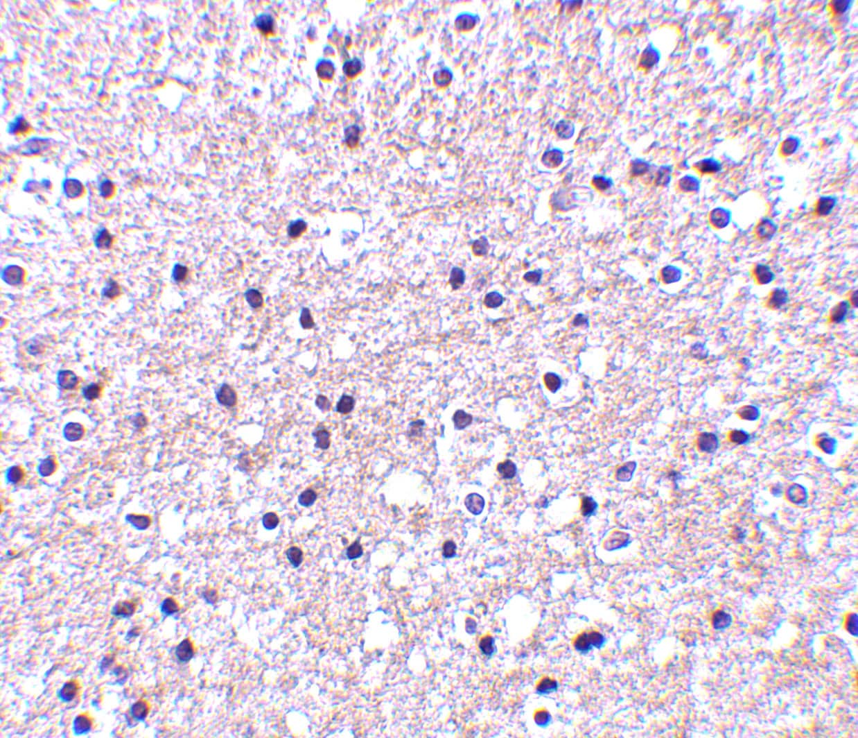 Immunohistochemistry IER3 Antibody - BSA Free