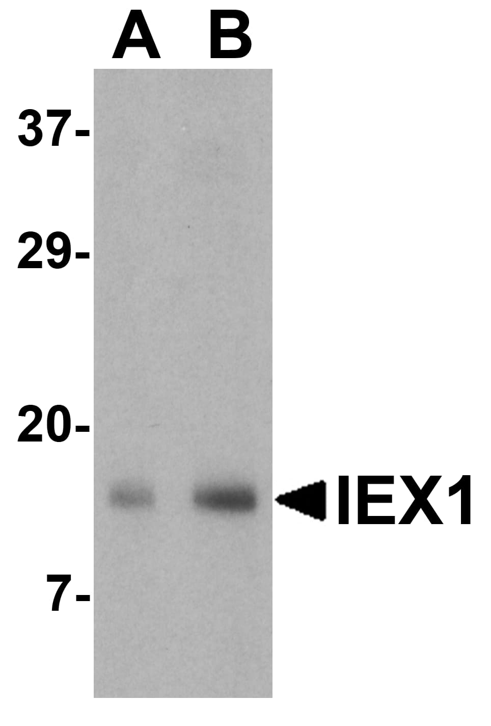 Western Blot IER3 Antibody - BSA Free