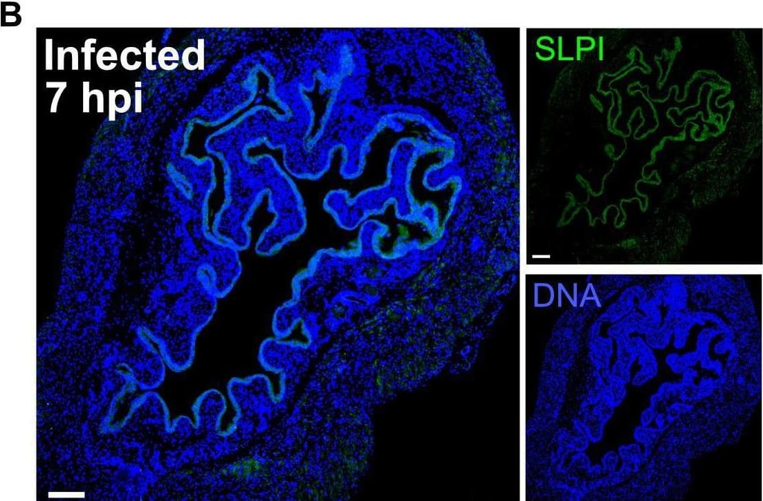 SLPI is expressed in the bladder epithelium. (A and B) Immunofluorescence staining of SLPI protein expression (green) and DNA using Hoechst stain (blue) in mock-infected (A) and infected (B) bladders from Slpi+/+ mice. Left panels (5× magnification, 200 um scale bars) are merged images of SLPI and DNA shown as smaller panels on the right. (C–E) Mean fluorescence intensity (MFI) of mock and infected bladder epithelium for DNA (C) and SLPI (D) with MFI ratio of SLPI/DNA (E) (Student’s t test). (F) Comparison of supernatant SLPI levels in control (PBS) or infected (UTI89) 5637 bladder epithelial cells represented as percent of starting SLPI in each well. (G) Fold change in Slpi transcription as measured by qRT-PCR in 5637 cells at 2 hpi. For panels F and G, shapes denote separate biological replicate experiments, each point represents the average of 4 or more individual wells (paired Student’s t test). Image collected and cropped by CiteAb from the following open publication (//pubmed.ncbi.nlm.nih.gov/38270443), licensed under a CC-BY license. Not internally tested by Novus Biologicals.