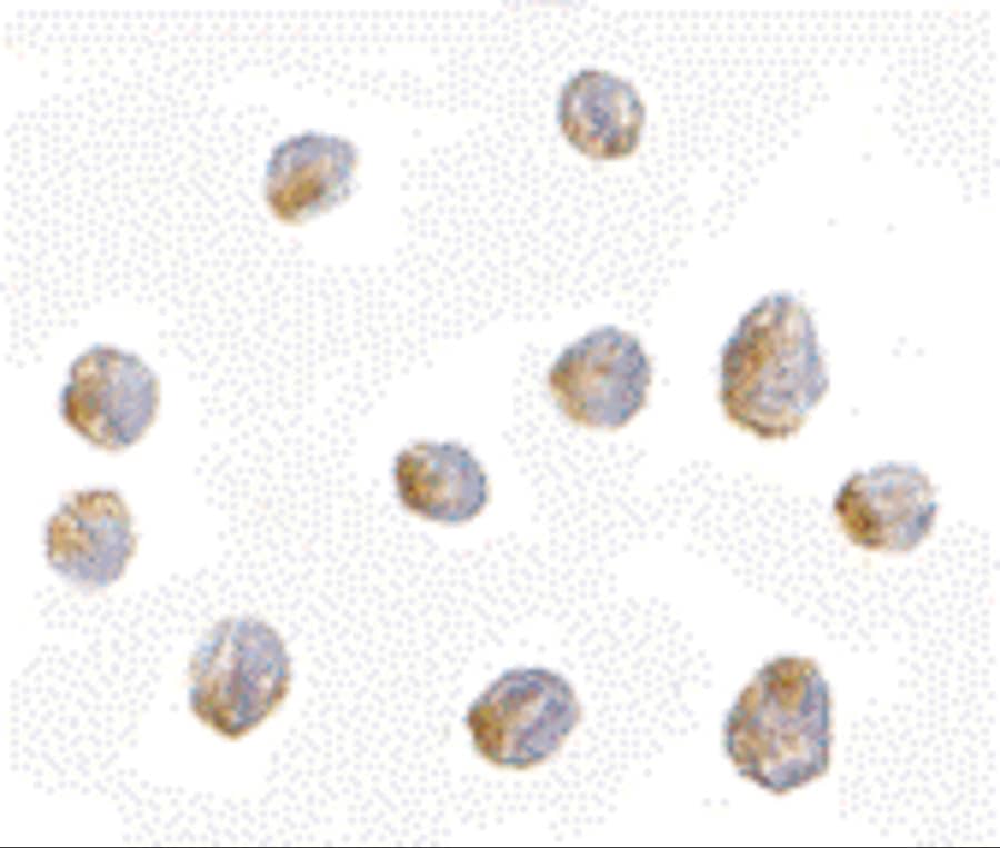 Immunocytochemistry/ Immunofluorescence: LIS1 Antibody - BSA Free [NBP1-76815] - Immunocytochemistry of LIS1 in Jurkat cells with LIS1 antibody at 2.5 u/mL.