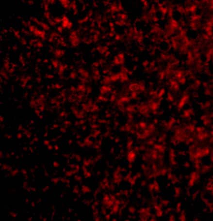 Immunocytochemistry/ Immunofluorescence: STEAP3/TSAP6 Antibody - BSA Free [NBP1-76824] - Immunofluorescence of STEAP3/TSAP6 in Mouse Liver cells with STEAP3/TSAP6 antibody at 20 ug/mL.