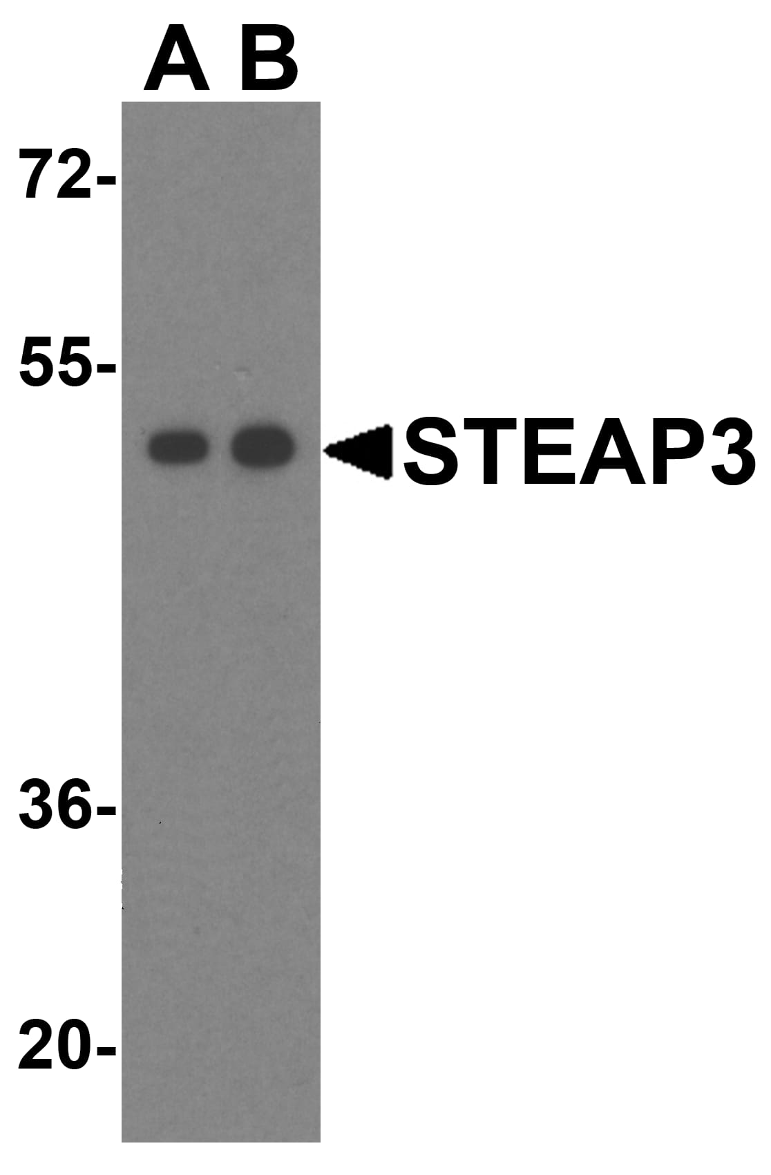 Western Blot: STEAP3/TSAP6 Antibody - BSA Free [NBP1-76824] - Western blot analysis of STEAP3/TSAP6 in HeLa cell lysate with STEAP3/TSAP6 antibody at (A) 1 and (B) 2 u/mL.